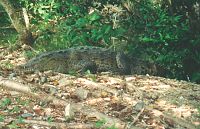 Crocodile in estuary at Playa La Ropa Crocodile in estuary at Playa La Ropa