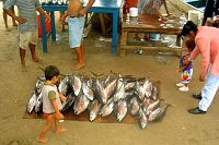DAILY FISHERMAN'S CATCH