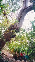 GIANT PAROTA